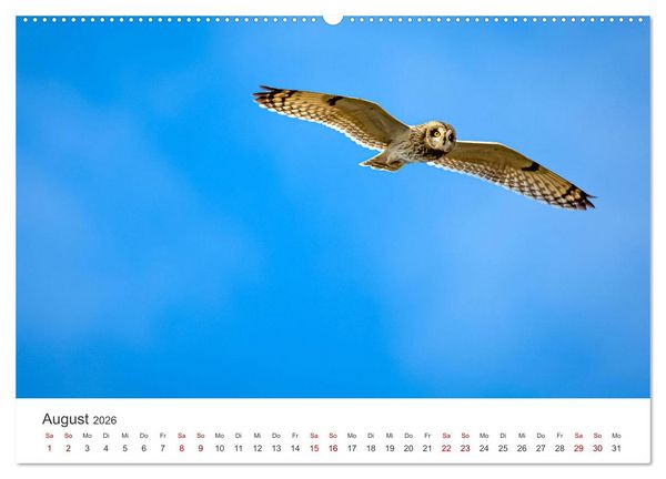 Produktbild: Eulen - Wachsame und geheimnisvolle Augen (hochwertiger Premium Wandkalender 2026 DIN A2 quer), Kunstdruck in Hochglanz
