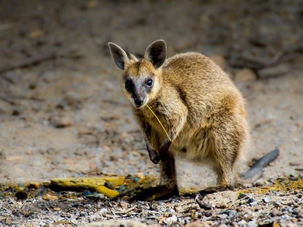 Produktbild: CALVENDO Puzzle Wallaby - S&uuml;daustralien 1000 Teile Puzzle quer | 1000 Teile Lege-Gr&ouml;&szlig;e 64 &times; 48 cm Foto-Puzzle f&uuml;r gl&uuml;ckliche Stunden