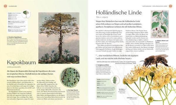 Produktbild: B&auml;ume - Eine Natur- und Kulturgeschichte