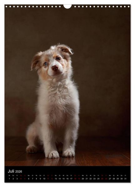 Produktbild: Geliebte Aussies - Australian Shepherds im Portrait (Wandkalender 2026 DIN A3 hoch), CALVENDO Monatskalender