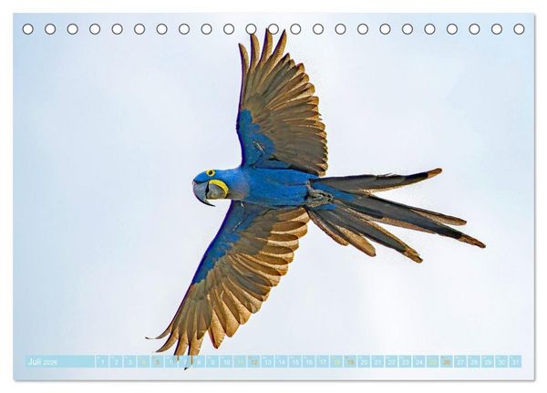 Produktbild: Papageien: Farbenpracht im Flug (Tischkalender 2026 DIN A5 quer), CALVENDO Monatskalender