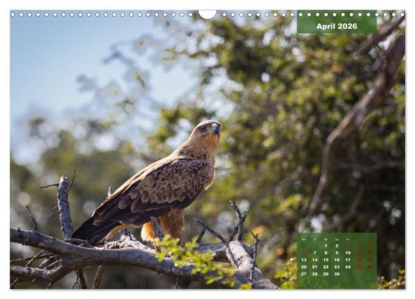 Produktbild: Auf Safari im Kruger National Park (Wandkalender 2026 DIN A3 quer), CALVENDO Monatskalender
