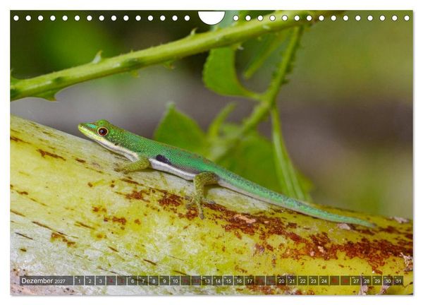 Produktbild: Reptilien auf Madagaskar (Wandkalender 2027 DIN A4 quer), CALVENDO Monatskalender