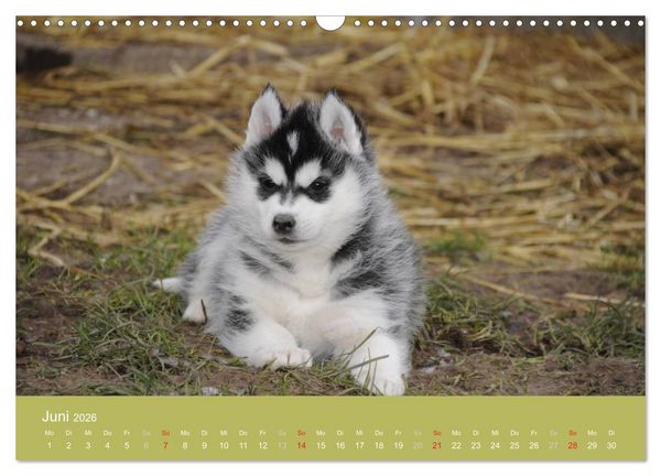 Produktbild: Husky Welpen (Wandkalender 2026 DIN A3 quer), CALVENDO Monatskalender