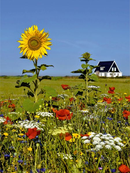 Produktbild: CALVENDO Puzzle Ein Sommertag - Den Burg | 1000 Teile Lege-Gr&ouml;&szlig;e 64x48cm Foto-Puzzle f&uuml;r gl&uuml;ckliche Stunden
