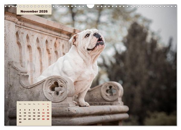 Produktbild: English Bulldog (Wall Calendar 2026 DIN A3 landscape), CALVENDO 12 Month Wall Calendar