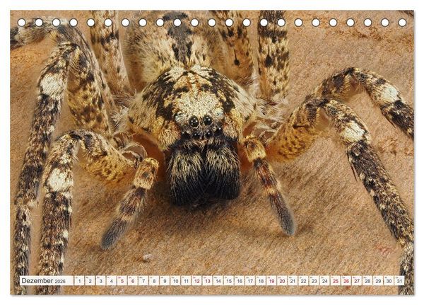 Produktbild: Nosferatu und Co. (Tischkalender 2026 DIN A5 quer), CALVENDO Monatskalender