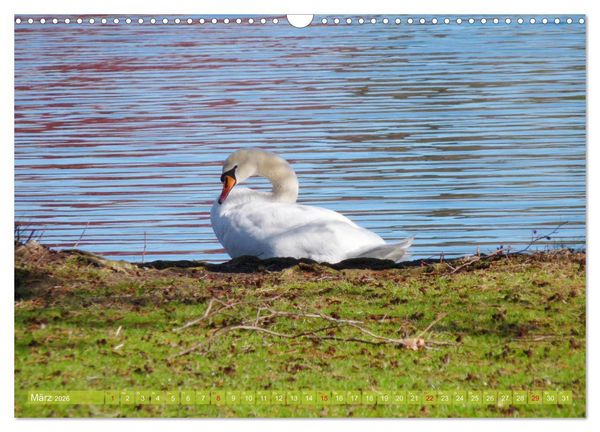 Produktbild: Tierisch gut: Wasserv&ouml;gel (Wandkalender 2026 DIN A3 quer), CALVENDO Monatskalender