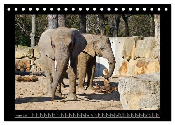 Produktbild: Dresdner Zootiere 2026 (Tischkalender 2026 DIN A5 quer), CALVENDO Monatskalender