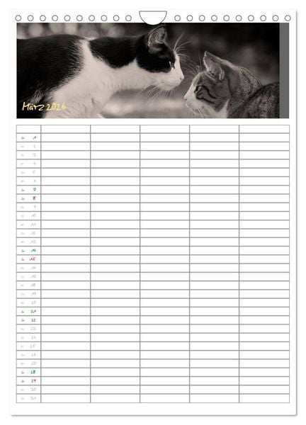 Produktbild: Miezekatzen Planungskalender (Wandkalender 2026 DIN A4 hoch), CALVENDO Monatskalender
