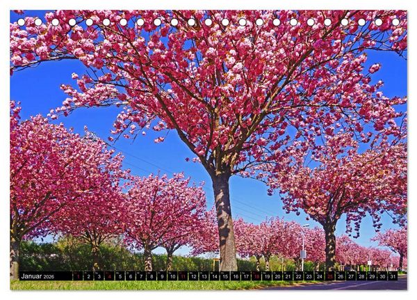 Produktbild: Fr&uuml;hling in Magdeburg (Tischkalender 2026 DIN A5 quer), CALVENDO Monatskalender