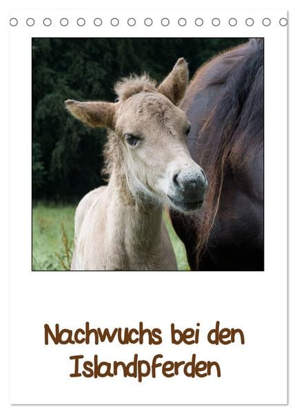 Produktbild: Nachwuchs bei den Islandpferden (Tischkalender 2026 DIN A5 hoch), CALVENDO Monatskalender