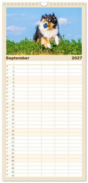 Produktbild: Familienplaner 2027 - Faszinierende Rough Collies mit 5 Spalten (Wandkalender, 21 x 45 cm) CALVENDO