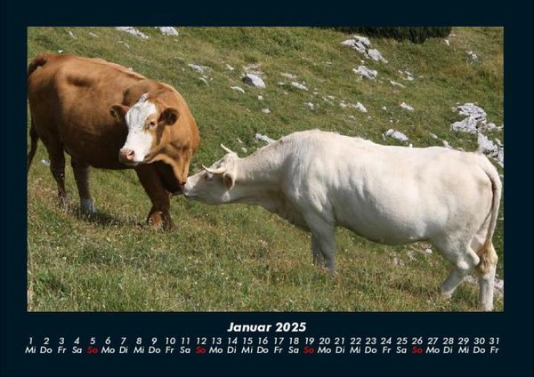 Produktbild: Kuhkalender 2025 Fotokalender DIN A4