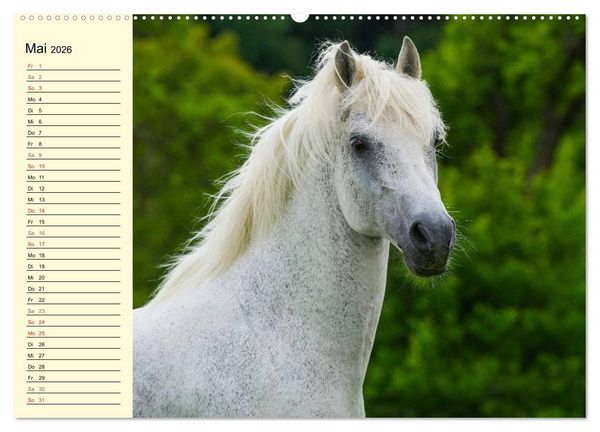 Produktbild: Traumpferd Lipizzaner (Wandkalender 2026 DIN A2 quer), CALVENDO Monatskalender