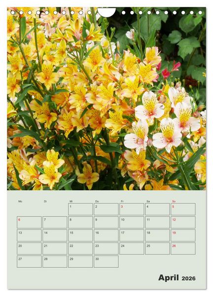 Produktbild: Lilien im Garten (Wandkalender 2026 DIN A4 hoch), CALVENDO Monatskalender