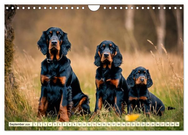Produktbild: Gordon Setter - elegant powerhouse (Wall Calendar 2026 DIN A4 landscape), CALVENDO 12 Month Wall Calendar