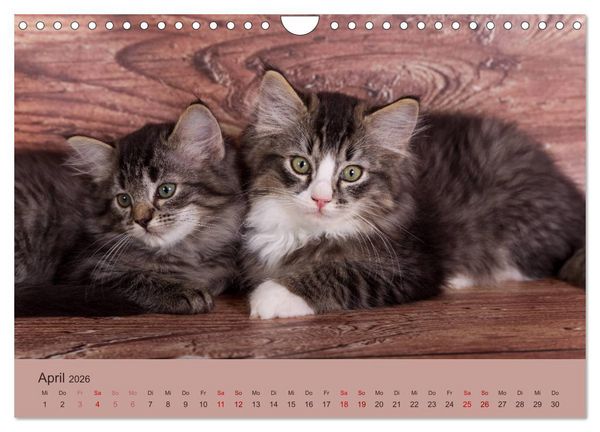 Produktbild: Flauschige Ragdoll Kitten (Wandkalender 2026 DIN A4 quer), CALVENDO Monatskalender