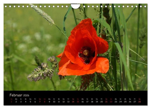 Produktbild: Just Mohn (Wandkalender 2026 DIN A4 quer), CALVENDO Monatskalender