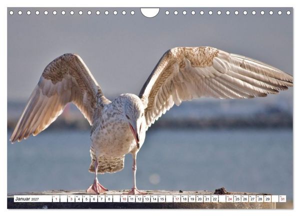 Produktbild: M&ouml;wen- Botschafter des Windes (Wandkalender 2027 DIN A4 quer), CALVENDO Monatskalender