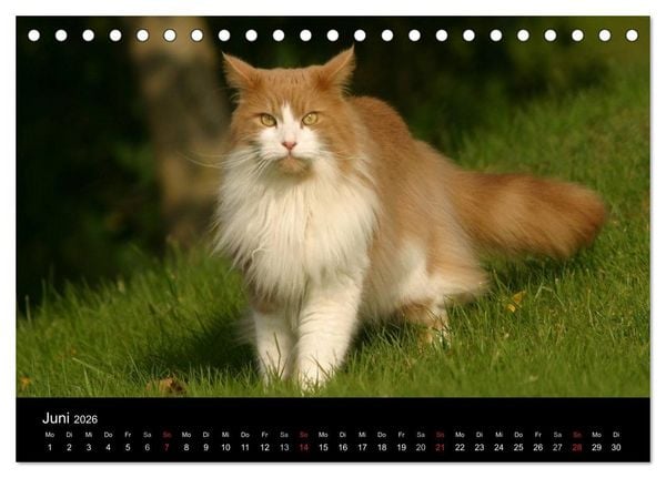 Produktbild: Freig&auml;nger - Hauskatzen unterwegs (Tischkalender 2026 DIN A5 quer), CALVENDO Monatskalender