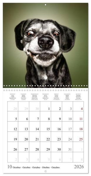 Produktbild: Funny Dog Faces (Wall Calendar 2026 12 &times; 12 Inch) CALVENDO 12 Month Wall Calendar
