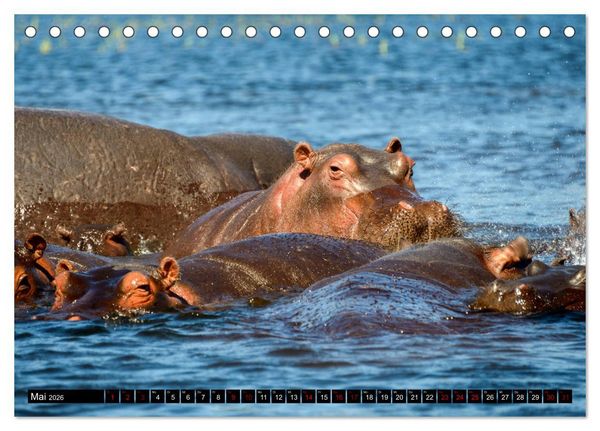 Produktbild: Faszination Botswana (Tischkalender 2026 DIN A5 quer), CALVENDO Monatskalender