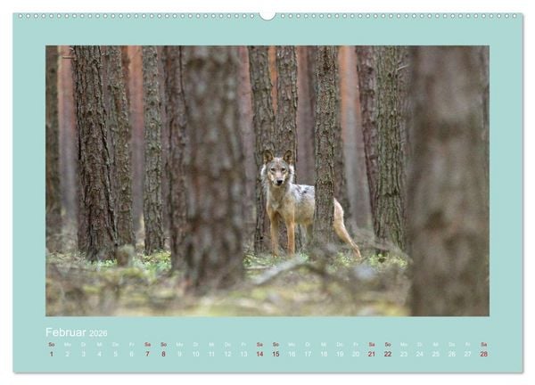 Produktbild: W&ouml;lfe, Impressionen aus der Lausitz (Wandkalender 2026 DIN A2 quer), CALVENDO Monatskalender