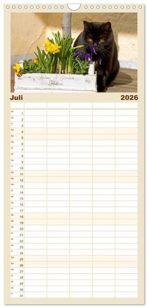 Produktbild: Familienplaner 2026 - B&auml;rige Schmusetiger - Britisch Kurzhaar Katzen mit 5 Spalten (Wandkalender, 21 x 45 cm) CALVENDO