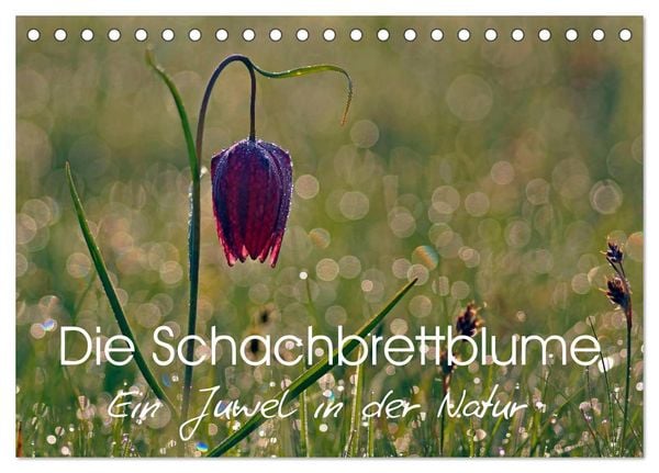 Produktbild: Die Schachbrettblume (Tischkalender 2026 DIN A5 quer), CALVENDO Monatskalender