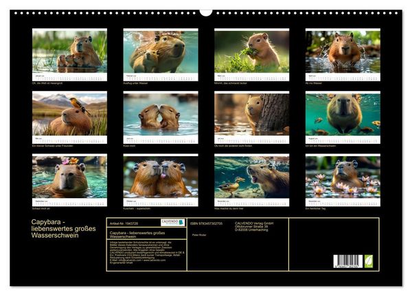 Produktbild: Capybara - liebenswertes gro&szlig;es Wasserschwein (Wandkalender 2026 DIN A2 quer), CALVENDO Monatskalender