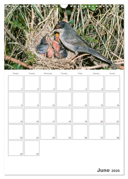 Produktbild: At the dawn of life the secret life of passerines (Wall Calendar 2026 DIN A3 portrait), CALVENDO 12 Month Wall Calendar