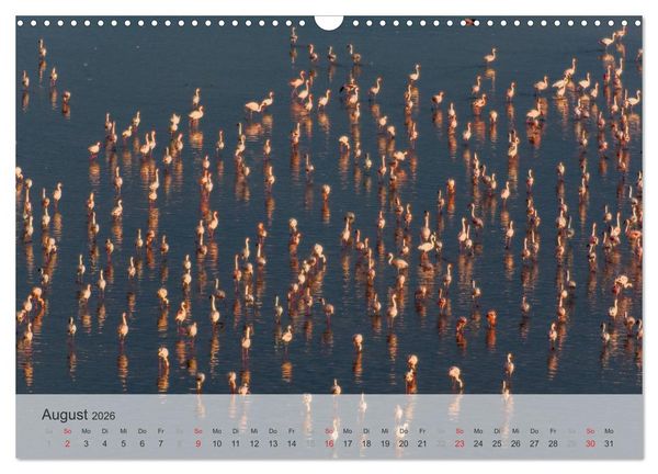 Produktbild: Flamingo Impressionen 2026 (Wandkalender 2026 DIN A3 quer), CALVENDO Monatskalender