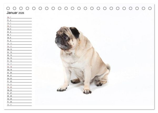 Produktbild: Mops - unwiderstehlich und charmant (Tischkalender 2026 DIN A5 quer), CALVENDO Monatskalender