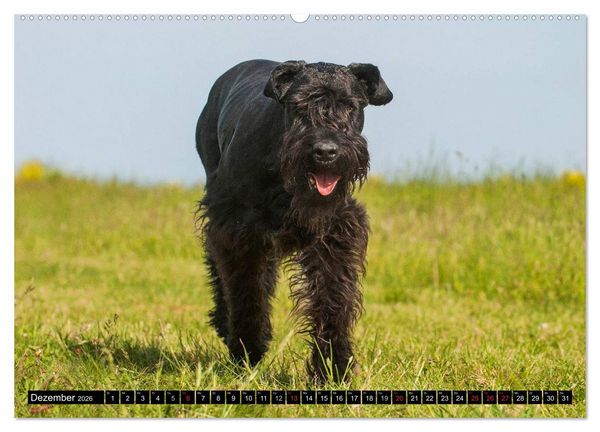 Produktbild: Treuer Freund Riesenschnauzer (Wandkalender 2026 DIN A2 quer), CALVENDO Monatskalender