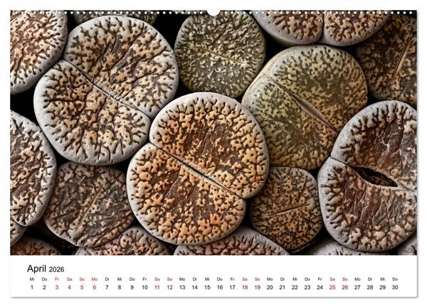 Produktbild: Sukkulenten Galerie (hochwertiger Premium Wandkalender 2026 DIN A2 quer), Kunstdruck in Hochglanz