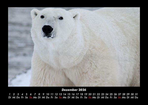 Produktbild: Tiere in der Wildnis 2026 Fotokalender DIN A3