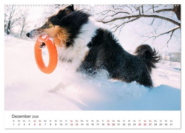 Produktbild: Shelties - Die zuckers&uuml;&szlig;en Vierbeiner. (hochwertiger Premium Wandkalender 2026 DIN A2 quer), Kunstdruck in Hochglanz