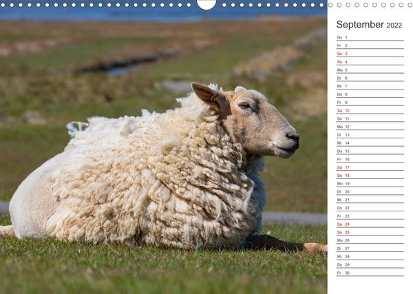 Produktbild: Deichschafe (Wandkalender 2022 DIN A3 quer)