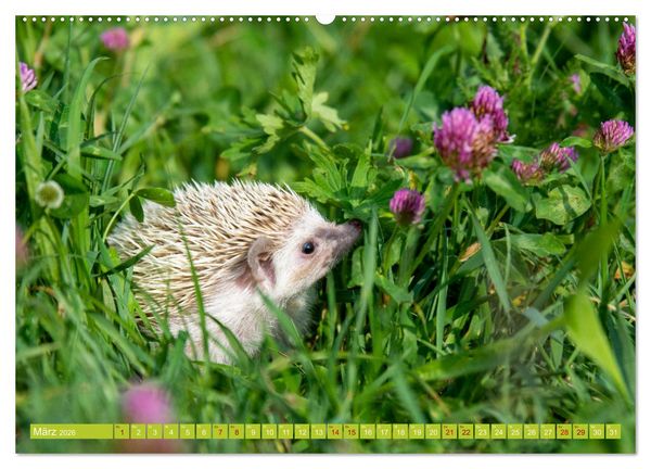 Produktbild: Atelerix - Afrikanische Wei&szlig;bauchigel (hochwertiger Premium Wandkalender 2026 DIN A2 quer), Kunstdruck in Hochglanz