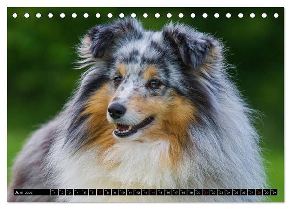Produktbild: Traumhund Sheltie (Tischkalender 2026 DIN A5 quer), CALVENDO Monatskalender