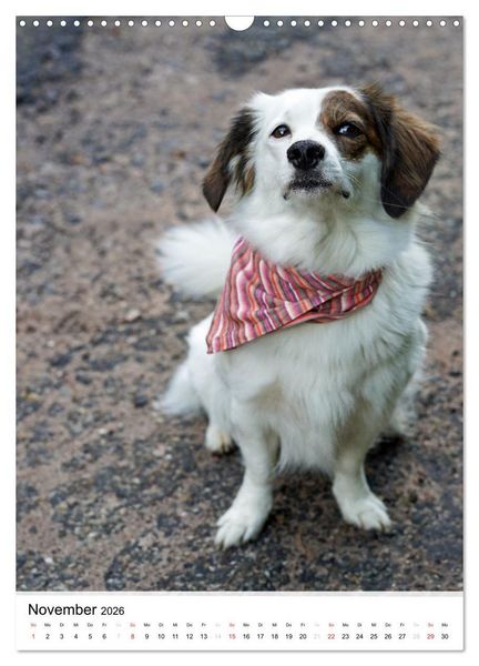 Produktbild: Hundefreunde (Wandkalender 2026 DIN A3 hoch), CALVENDO Monatskalender