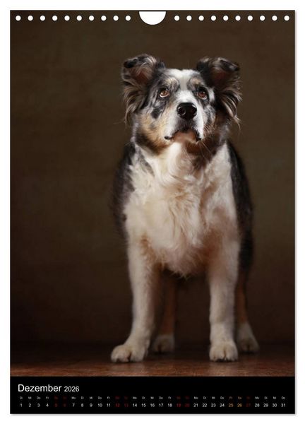 Produktbild: Geliebte Aussies - Australian Shepherds im Portrait (Wandkalender 2026 DIN A4 hoch), CALVENDO Monatskalender