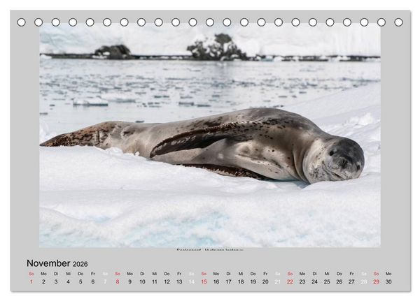 Produktbild: Tierleben in der Antarktis (Tischkalender 2026 DIN A5 quer), CALVENDO Monatskalender