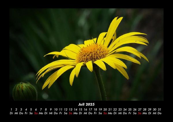 Produktbild: Blumentr&auml;ume 2025 Fotokalender DIN A3