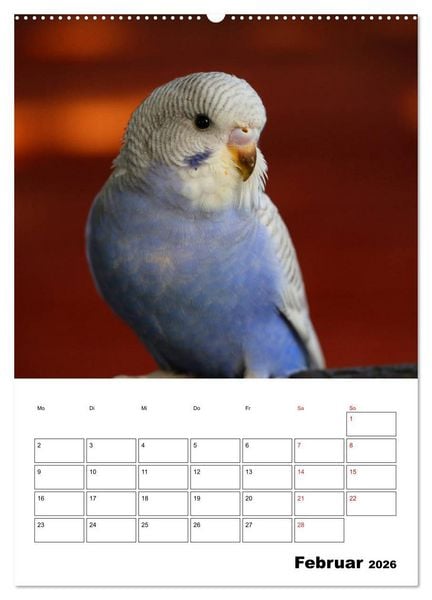 Produktbild: Der Wellensittich - mein bester Freund (hochwertiger Premium Wandkalender 2026 DIN A2 hoch), Kunstdruck in Hochglanz