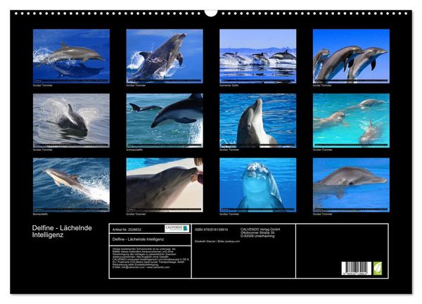 Produktbild: Delfine - L&auml;chelnde Intelligenz (Wandkalender 2026 DIN A2 quer), CALVENDO Monatskalender