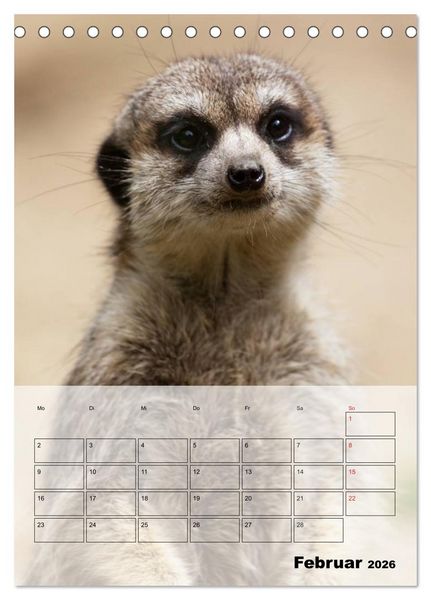 Produktbild: Erdm&auml;nnchen - Afrikas liebenswerte Zwerge (Tischkalender 2026 DIN A5 hoch), CALVENDO Monatskalender