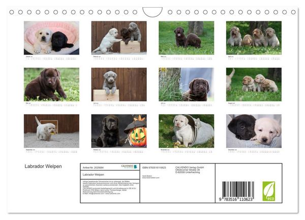 Produktbild: Labrador Welpen (Wandkalender 2026 DIN A4 quer), CALVENDO Monatskalender