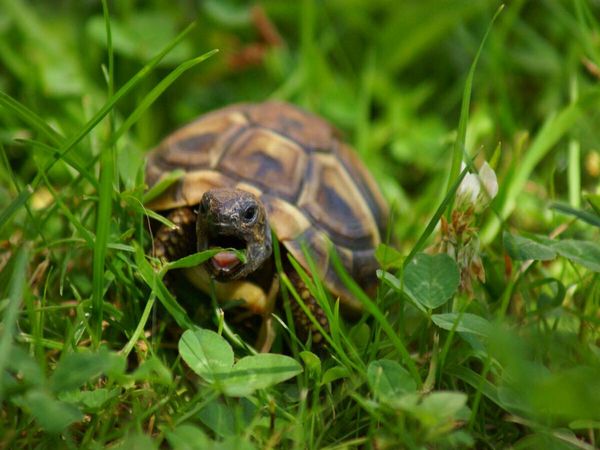 Produktbild: CALVENDO Puzzle Schildkr&ouml;ten Dinner | 1000 Teile Lege-Gr&ouml;&szlig;e 64x48cm Foto-Puzzle f&uuml;r gl&uuml;ckliche Stunden